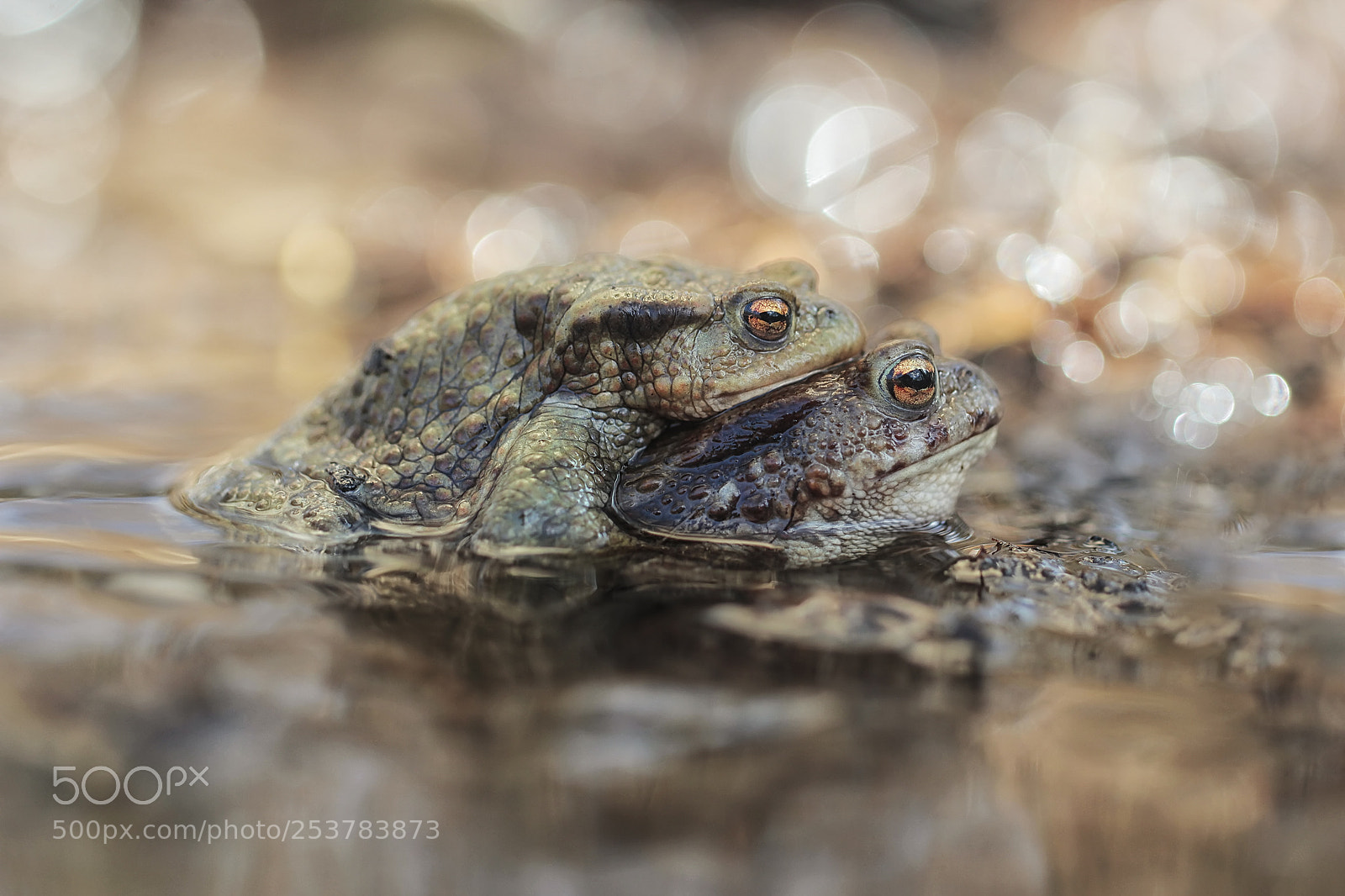 Canon EOS 60D sample photo. Common toad - bufo photography