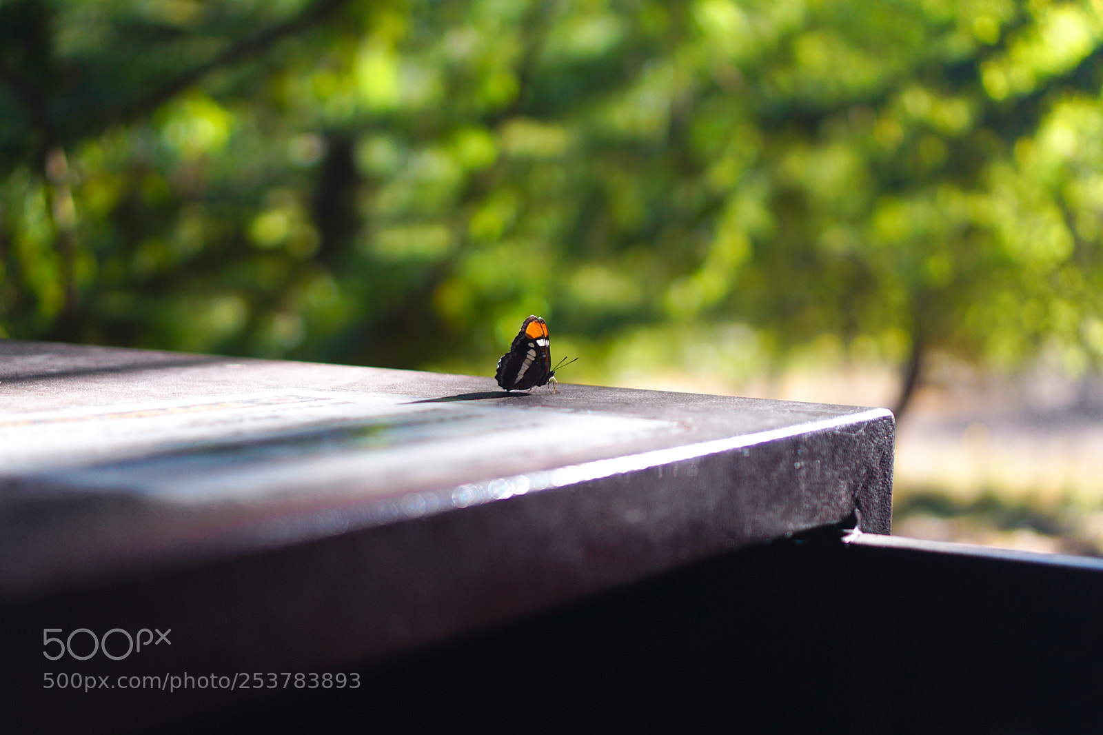 Sony a6000 sample photo. Butterfly resting casting shadows photography
