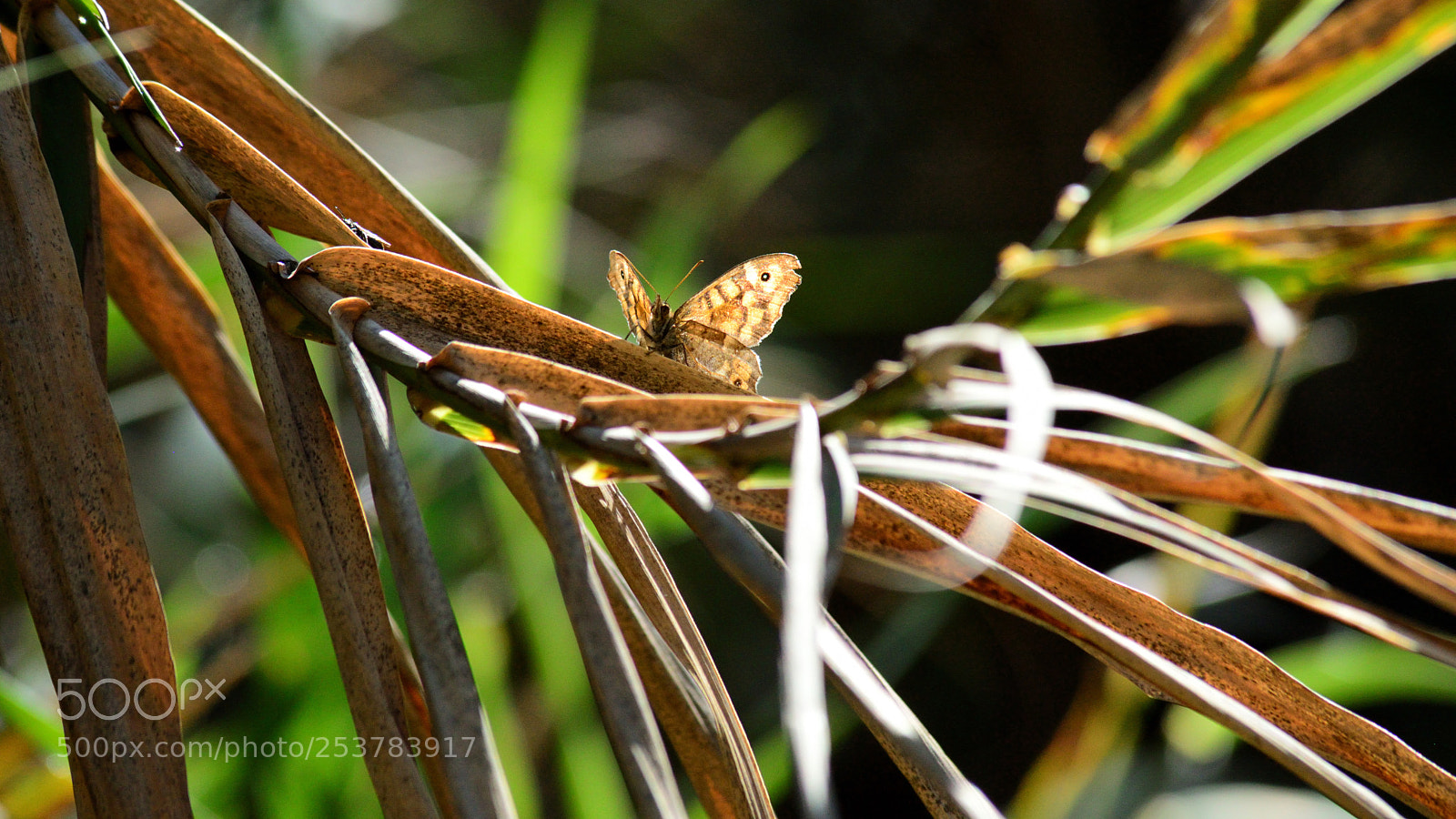 Nikon D3200 sample photo. Hallo e photography