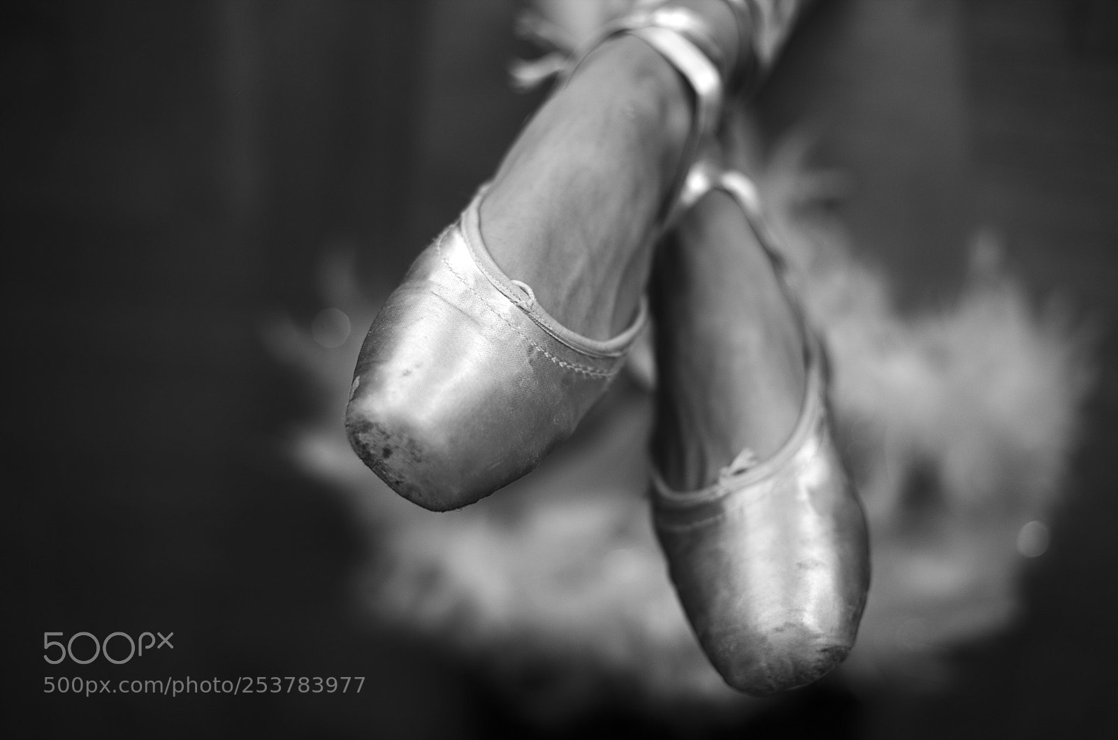 Canon EOS 6D + Canon EF 50mm F1.4 USM sample photo. Pointes... photography