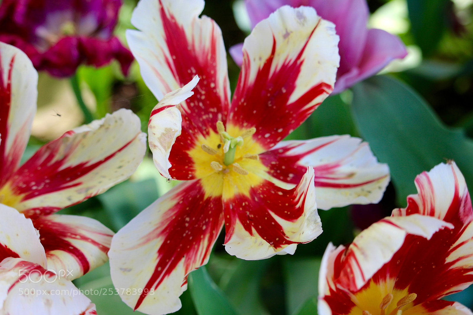 Canon EOS 700D (EOS Rebel T5i / EOS Kiss X7i) sample photo. Fleurs photography