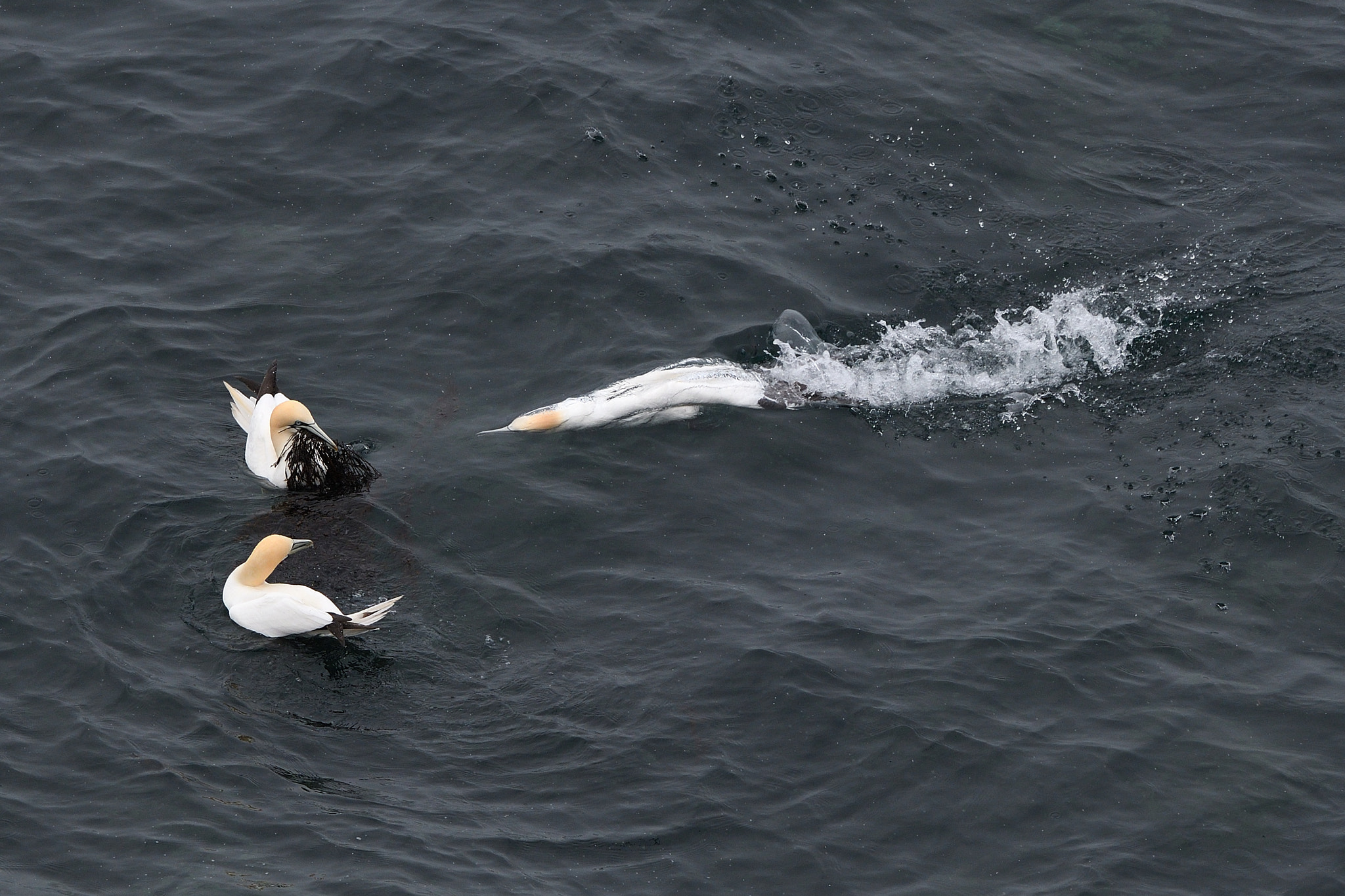 Nikon AF-S Nikkor 500mm F4G ED VR sample photo. Diving for sea grass photography