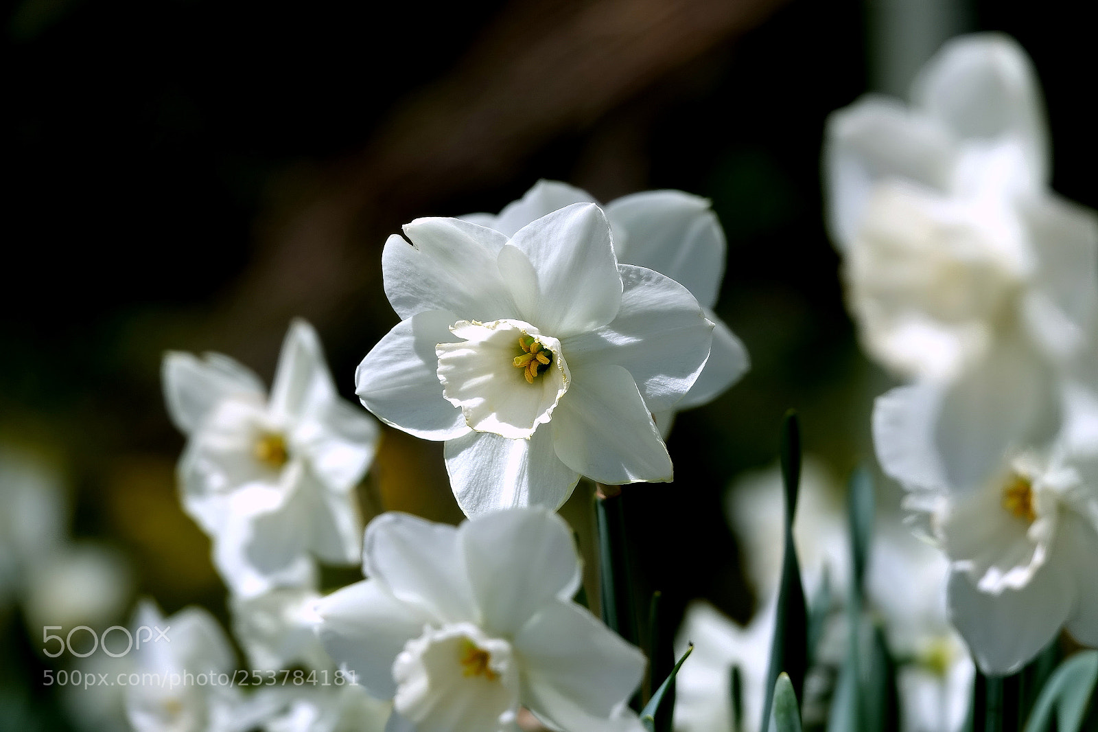 Sony Cyber-shot DSC-RX10 III sample photo. , photography