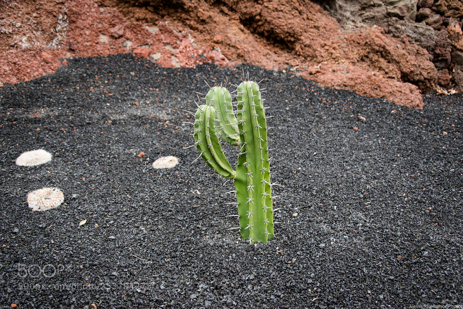 Nikon D5500 sample photo. Little one photography