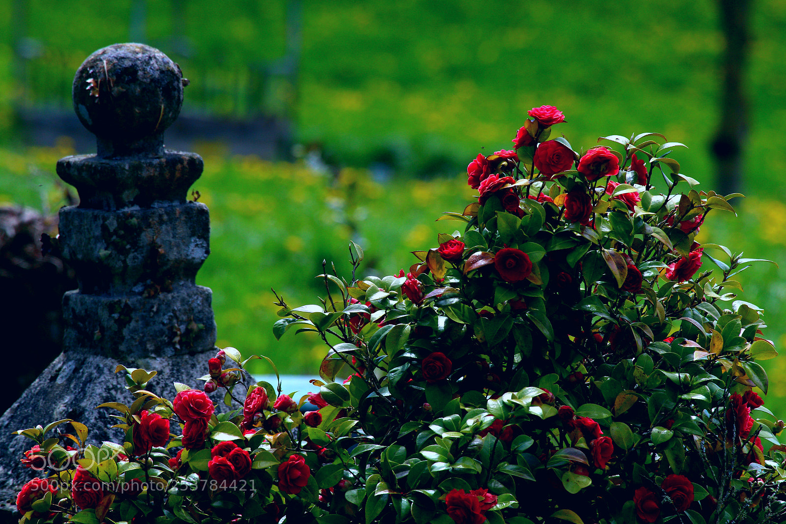 Canon EOS 70D sample photo. Red flower photography