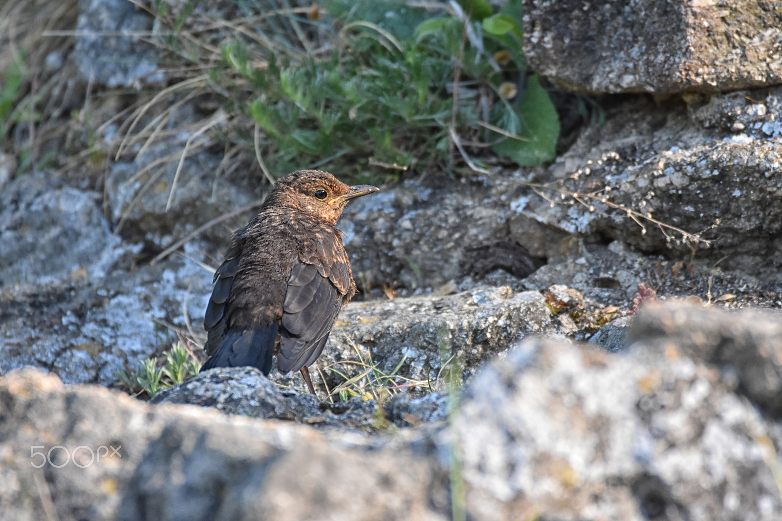 Sigma 150-600mm F5-6.3 DG OS HSM | C sample photo. Prcek photography