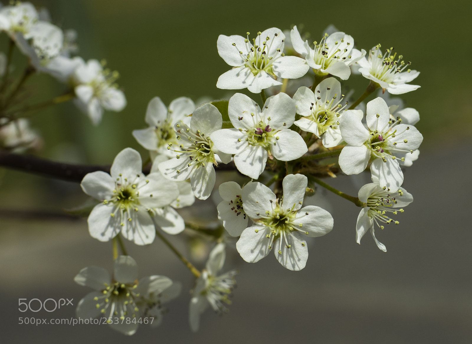 Canon EOS 5D Mark IV sample photo. Spring bloom photography