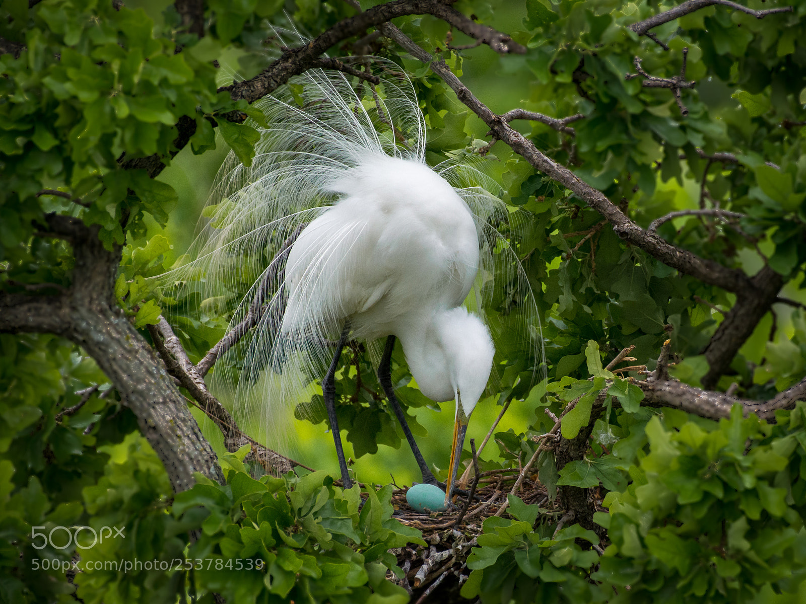 Nikon D7100 sample photo. Nest photography