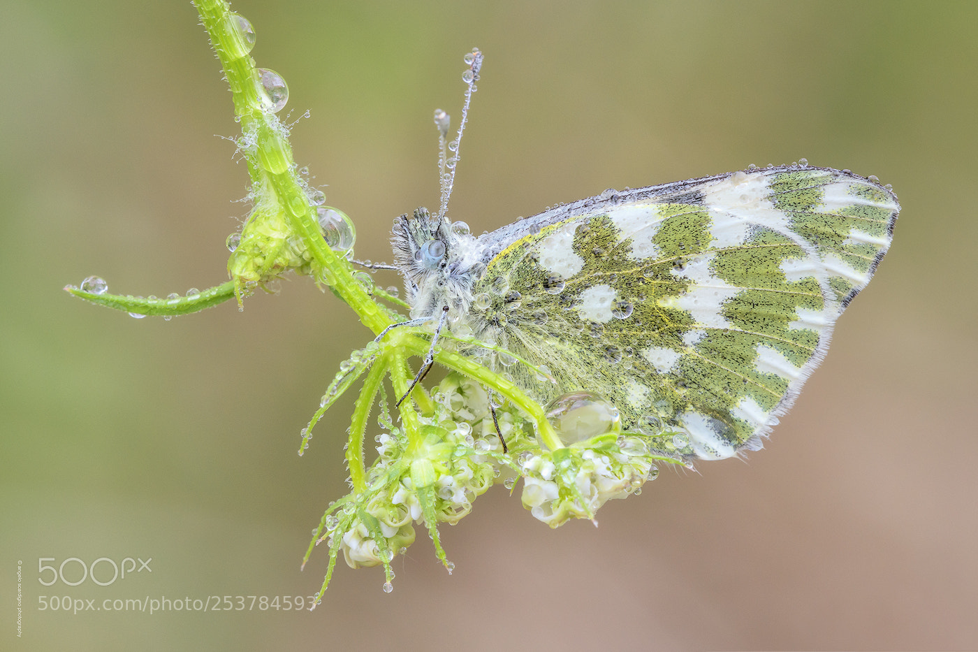 Nikon D850 sample photo. ... a beautiful butterfly ... photography