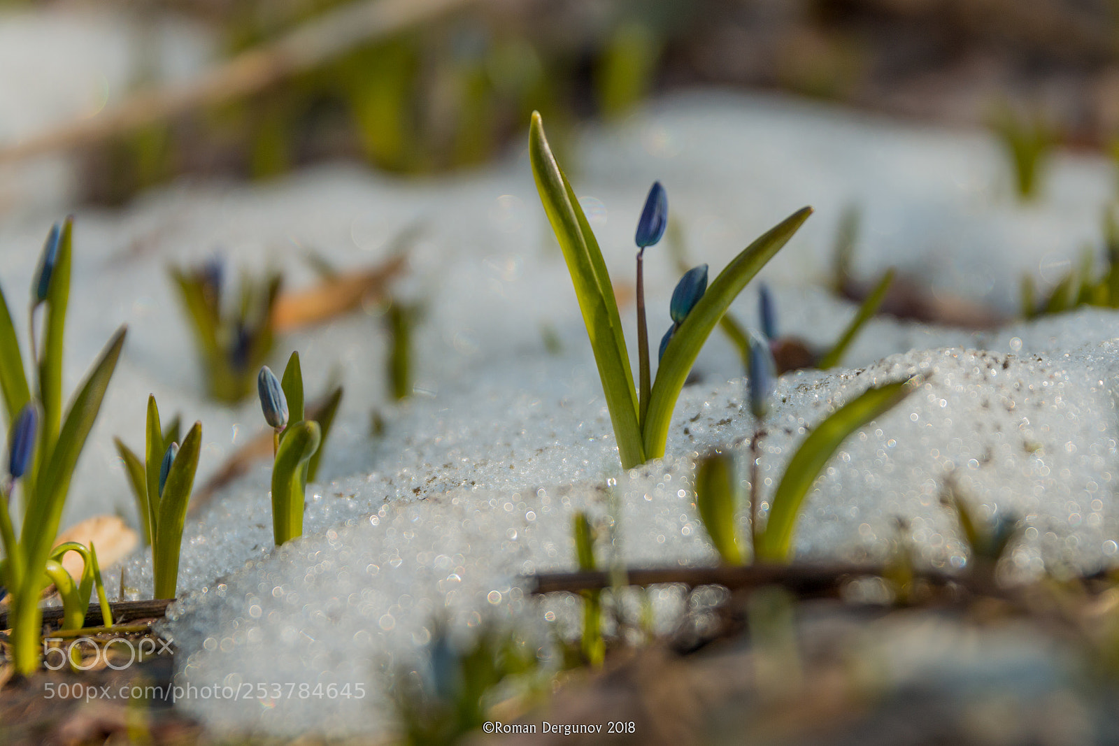 Canon EOS 70D sample photo. Scilla photography