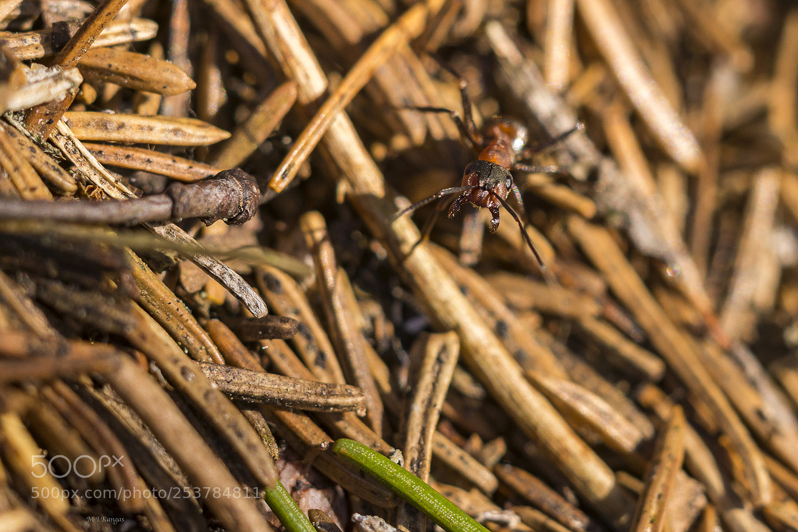 Nikon D610 sample photo. Ant do not come photography