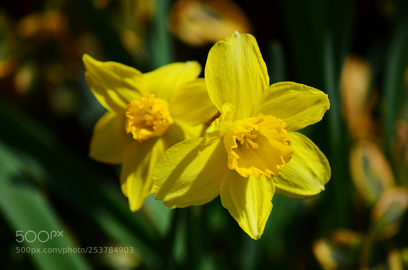 Nikon D5100 sample photo. Daffodils photography