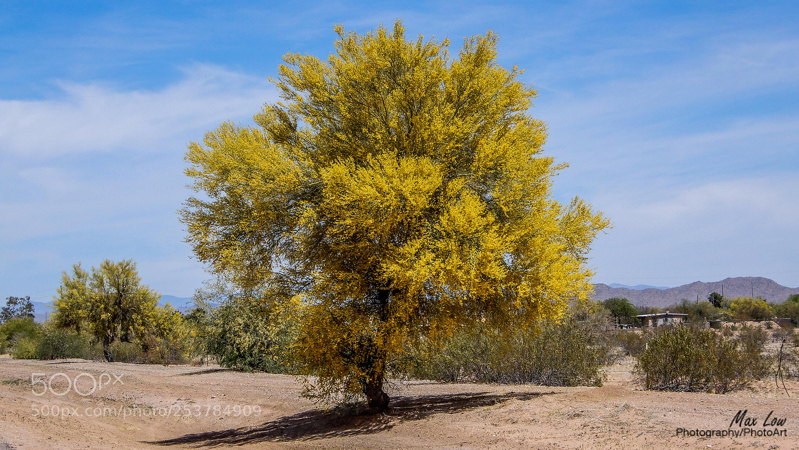 Nikon Coolpix A900 sample photo. Yellow tree photography