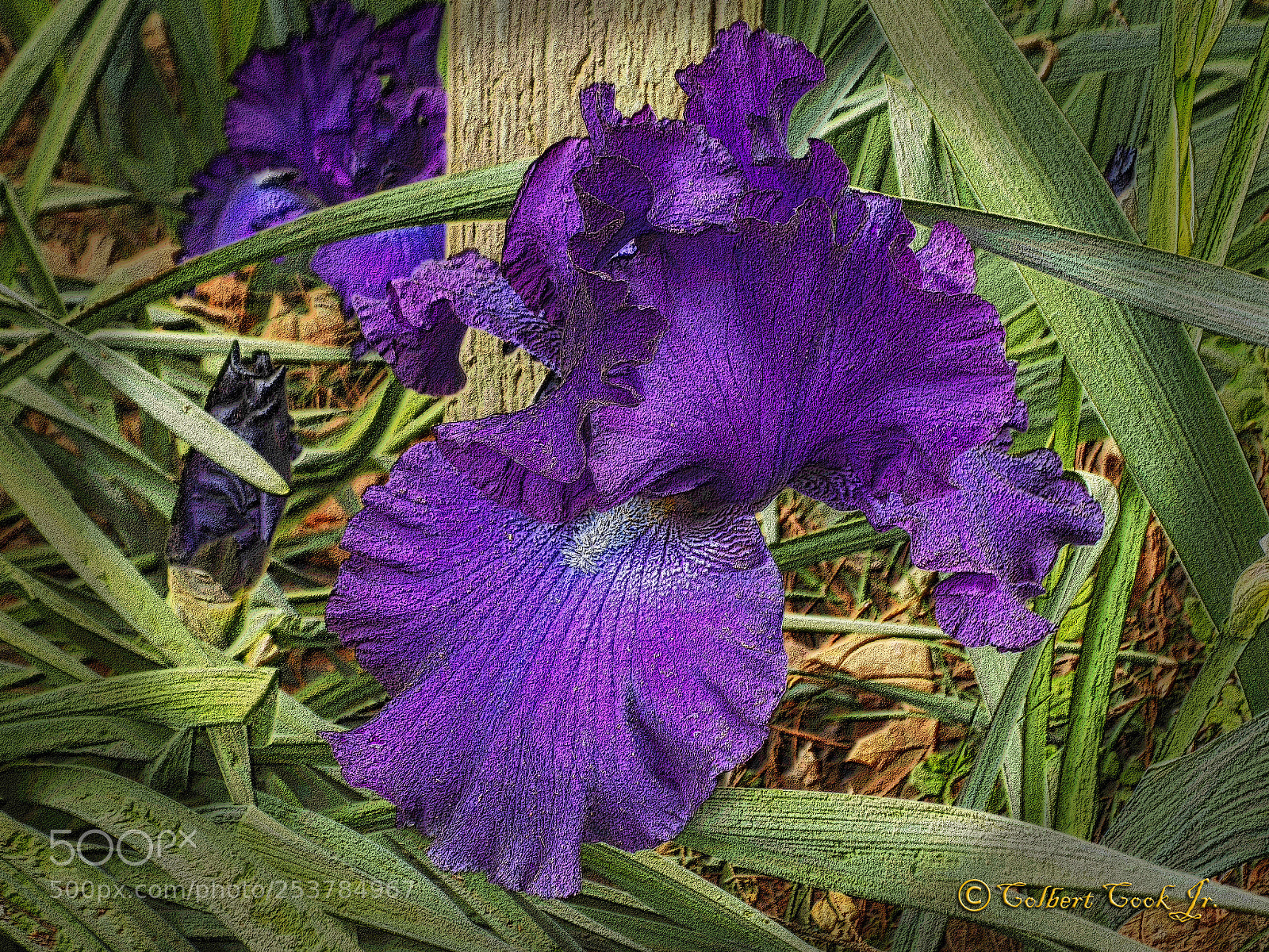 Nikon COOLPIX L340 sample photo. Bearded iris 20180415 photography