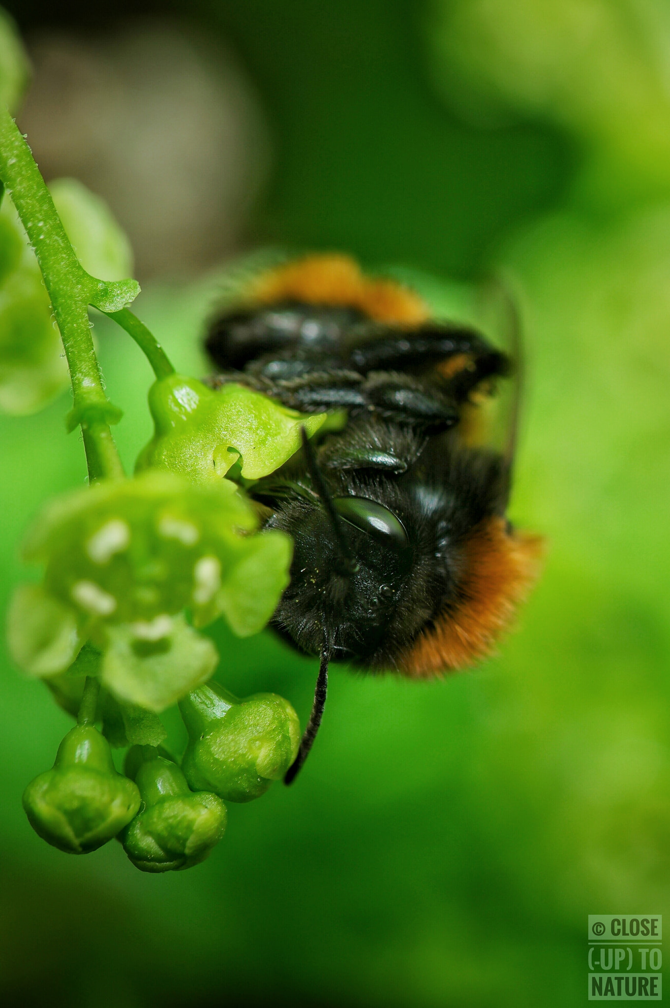 Samsung NX500 sample photo. Andrena fulva (3) photography