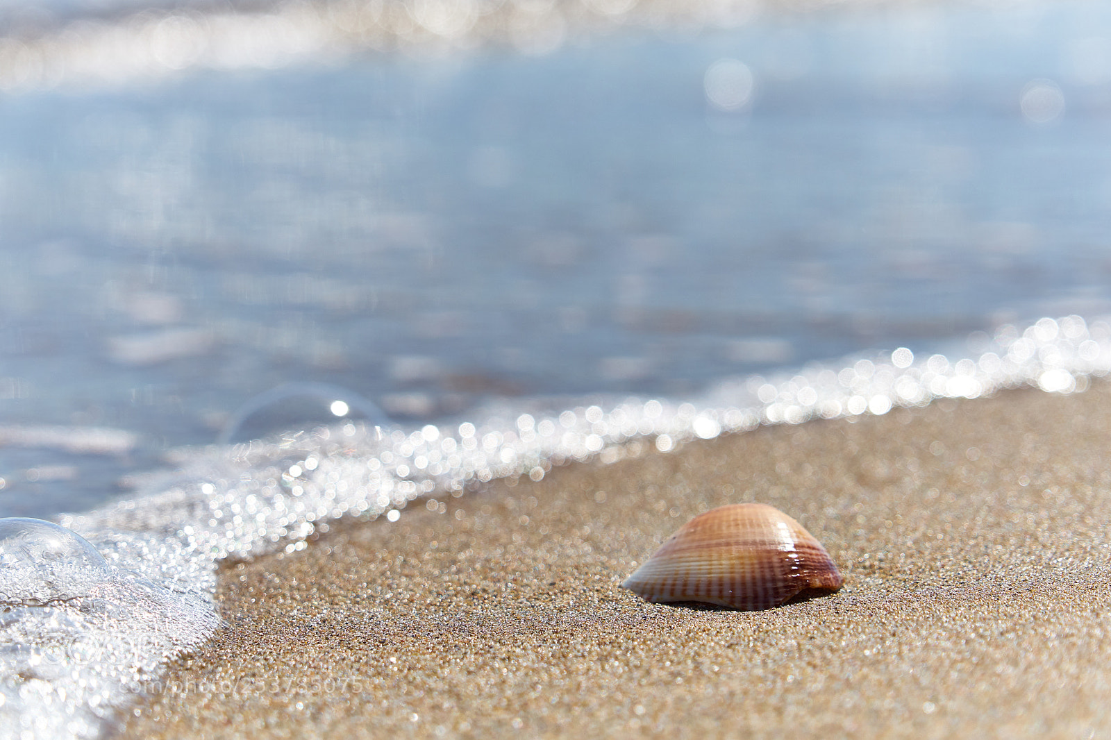 Sony a7 sample photo. Almeja en la playa photography