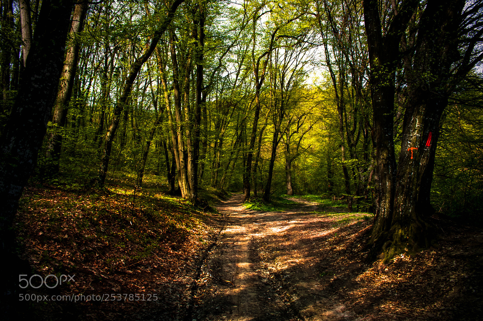 Canon EOS 750D (EOS Rebel T6i / EOS Kiss X8i) sample photo. Forest photography