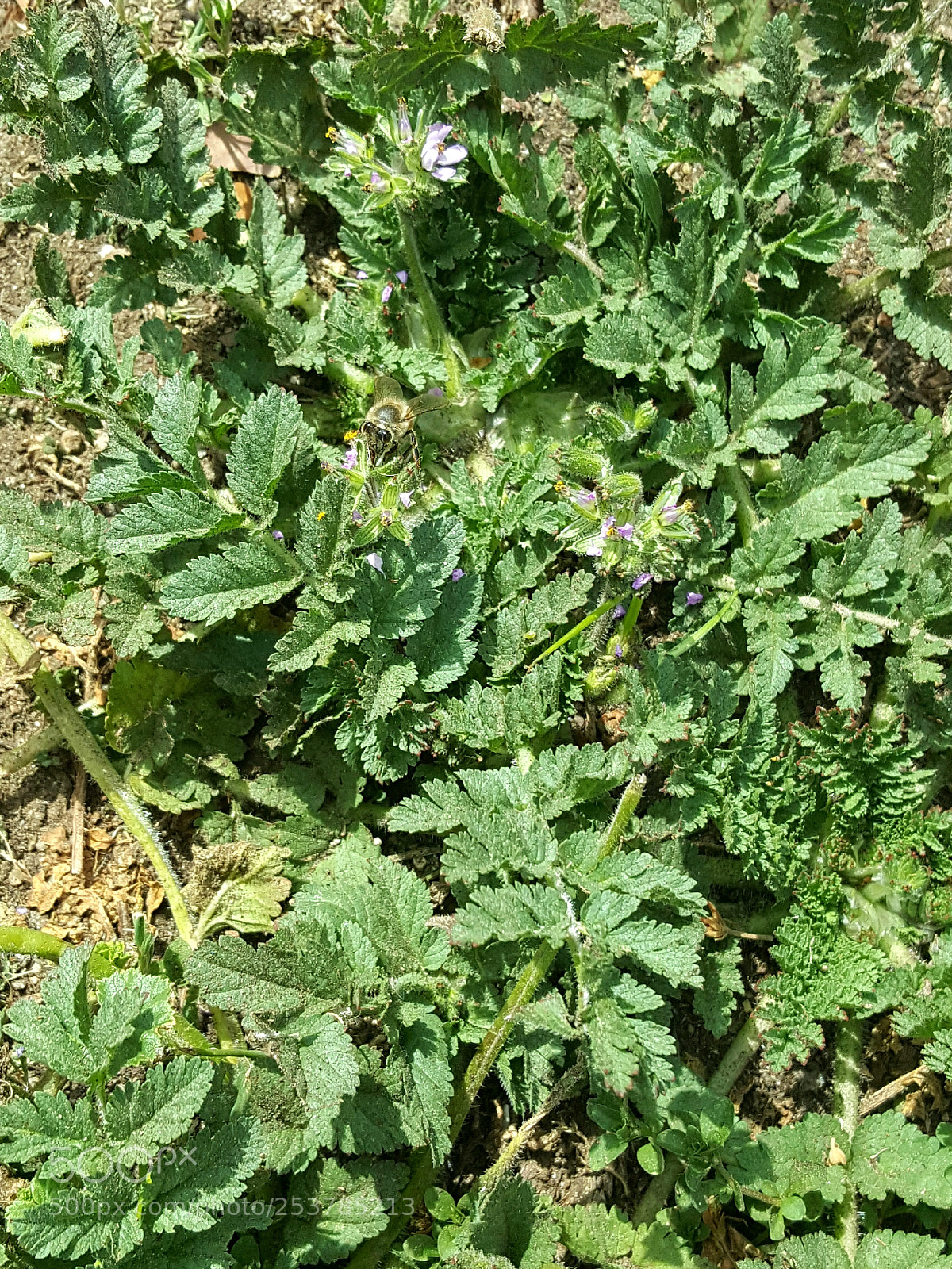 Samsung Galaxy Note5 sample photo. Bzzzzzzz photography