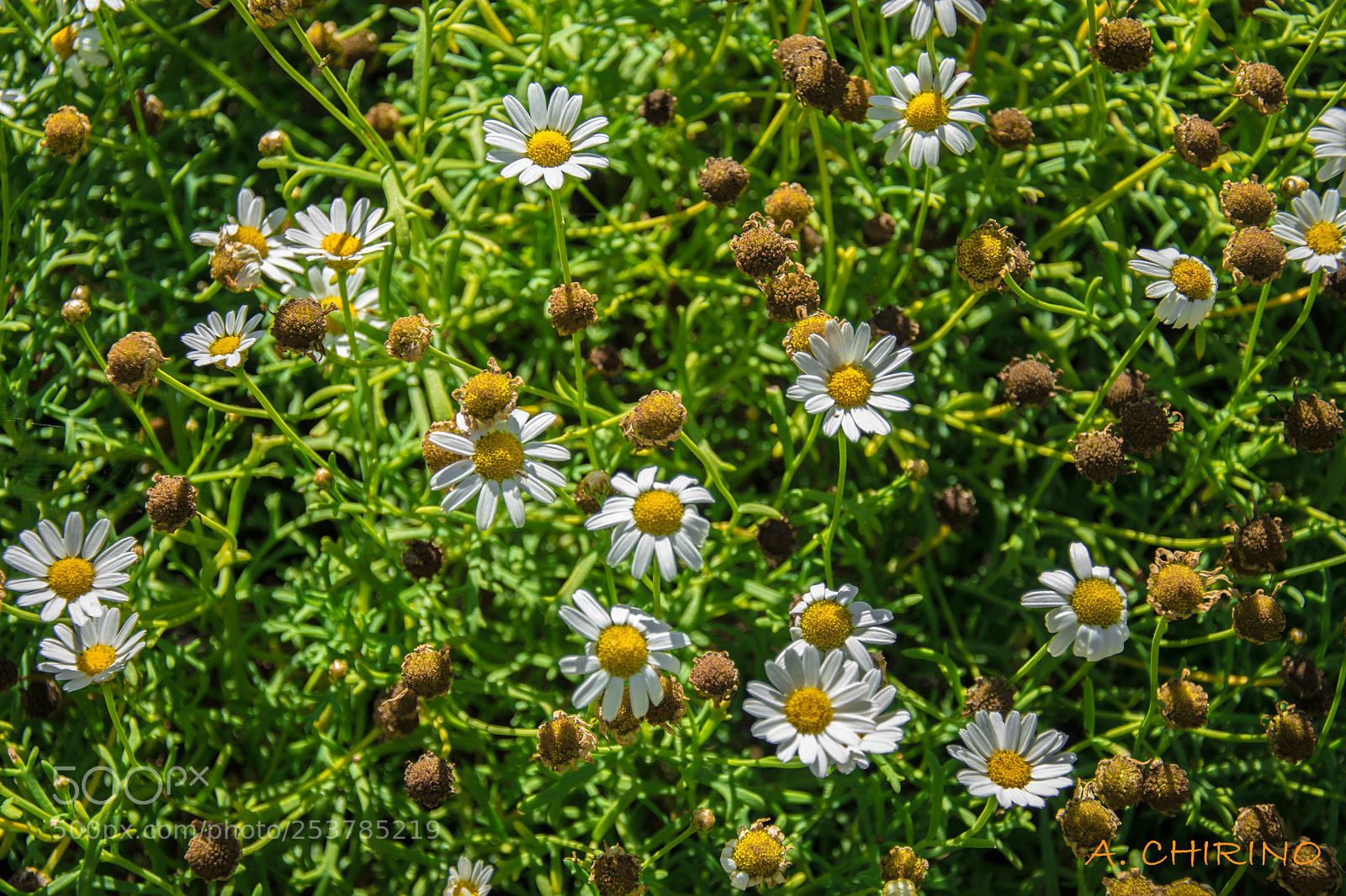 Nikon D3400 sample photo. Margaritas photography