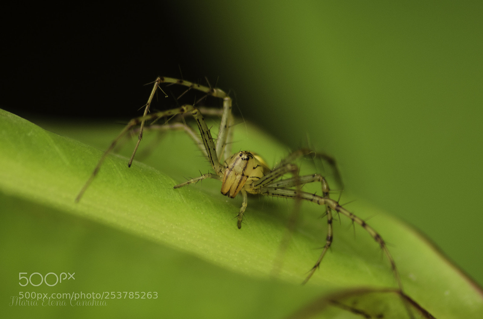 Nikon D5100 sample photo. Yellow spider portrait photography