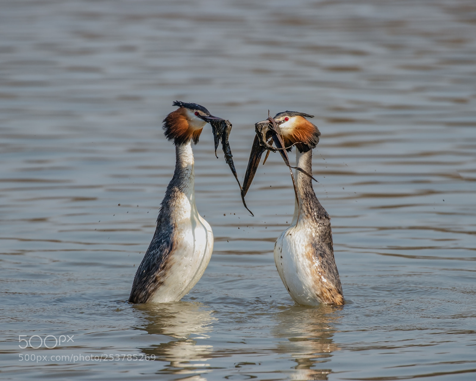 Canon EOS 80D sample photo. Podiceps cristatus photography