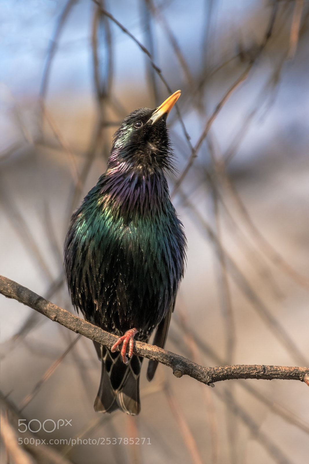Canon EOS 80D sample photo. European starling photography