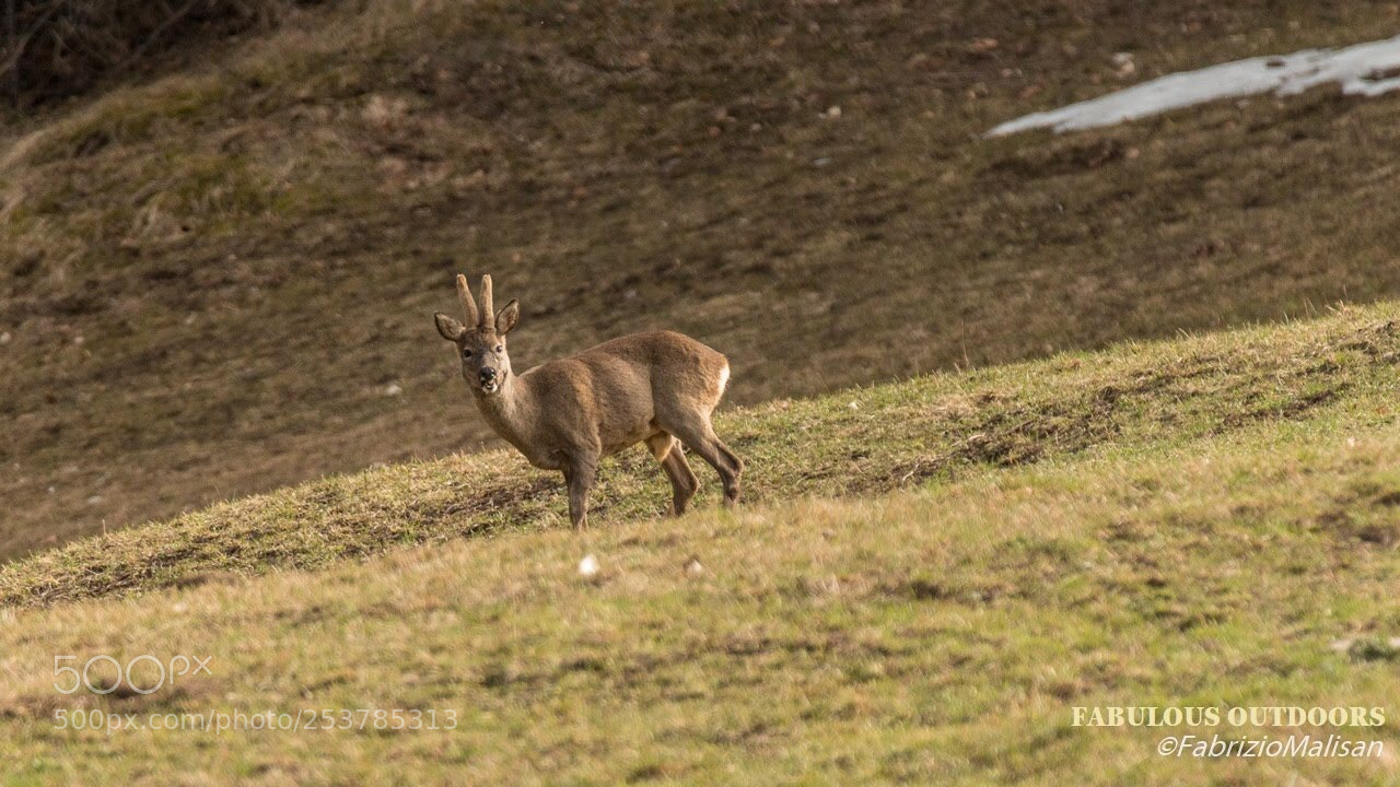 Canon EOS 70D sample photo. Wood hiking encounter photography