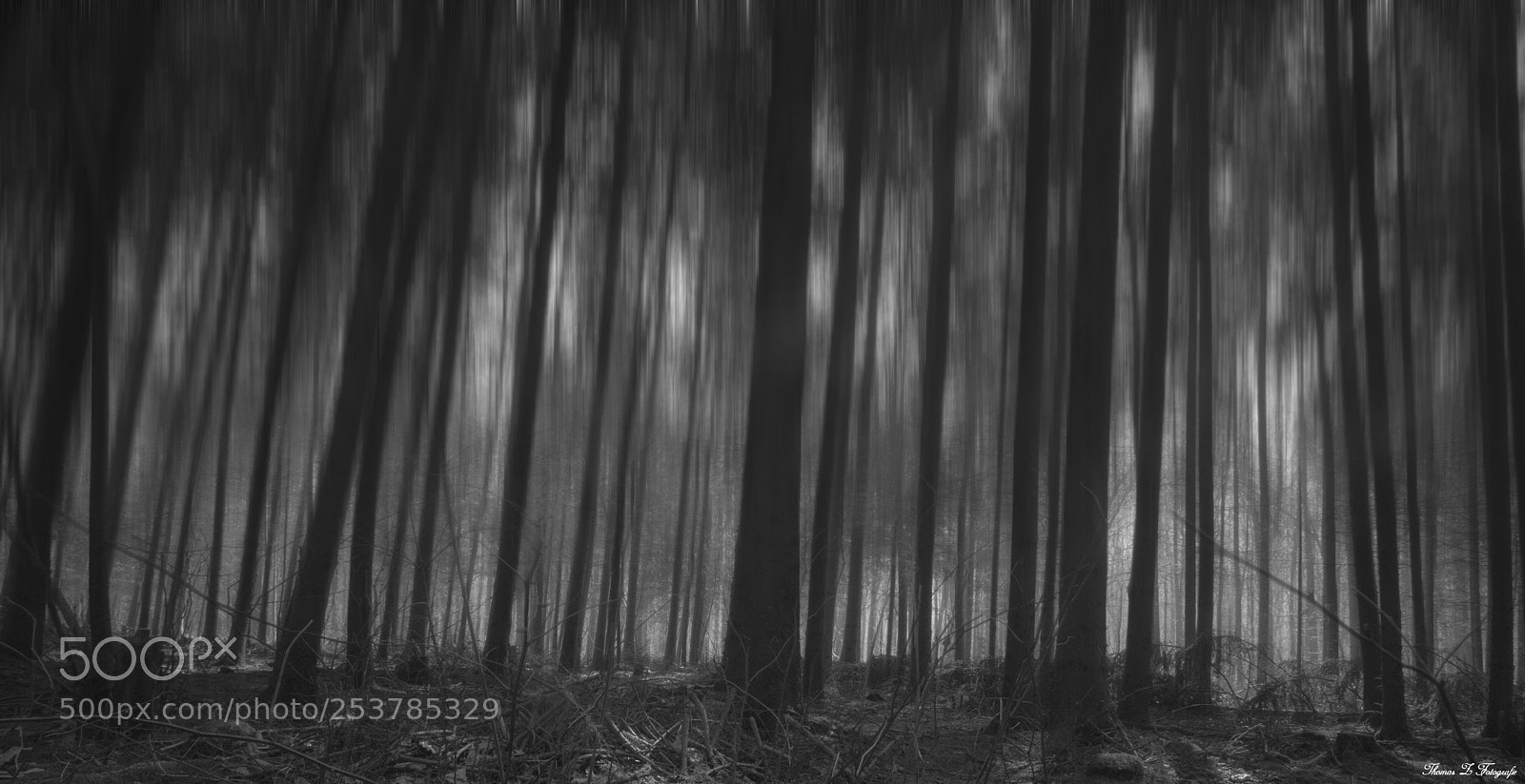 Canon EOS 750D (EOS Rebel T6i / EOS Kiss X8i) sample photo. Dark forest photography