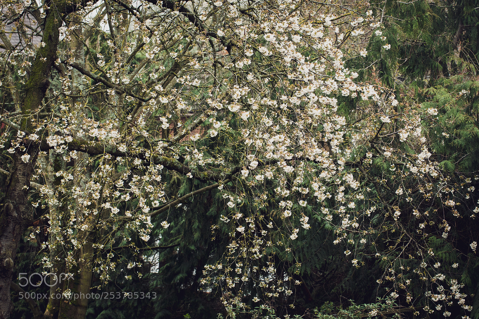 Canon EOS 5D Mark IV sample photo. Spring cherry blossom photography