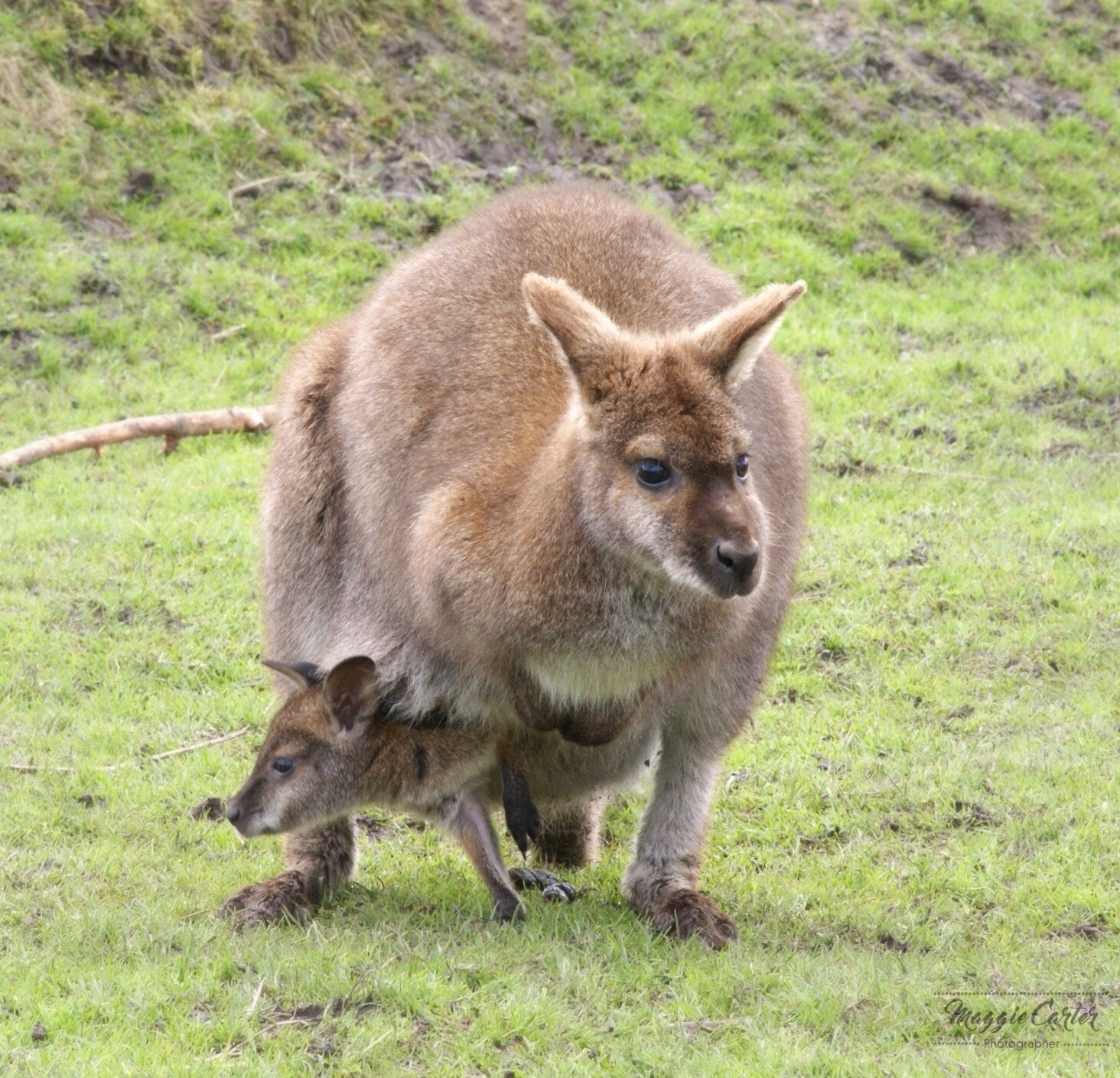 Sony Alpha DSLR-A380 sample photo. Welcome to the world - a mother and her joey photography