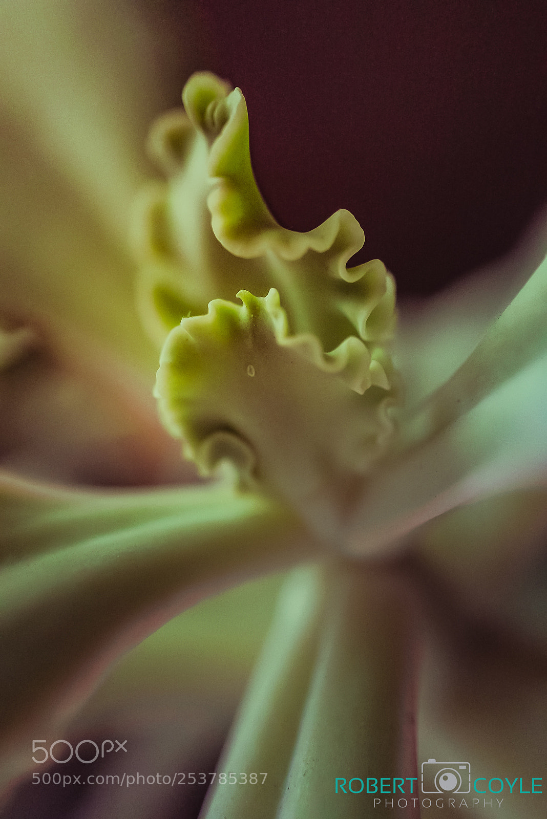 Sony a7S II sample photo. Macro test 2.0 photography