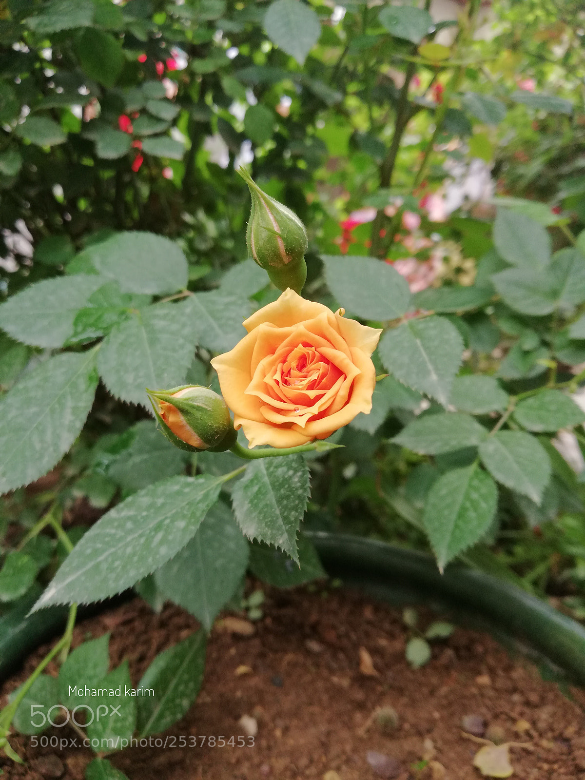 HUAWEI Mate 10 Lite sample photo. Untitled photography