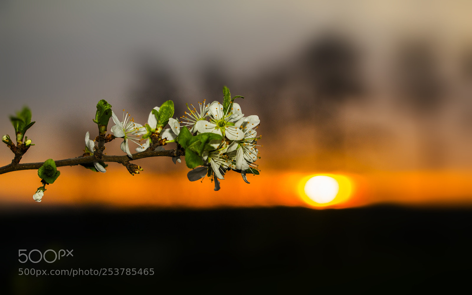 Canon EOS 700D (EOS Rebel T5i / EOS Kiss X7i) sample photo. Spring sunset photography