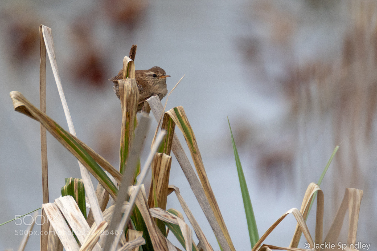 Canon EOS 7D Mark II sample photo. Wren photography
