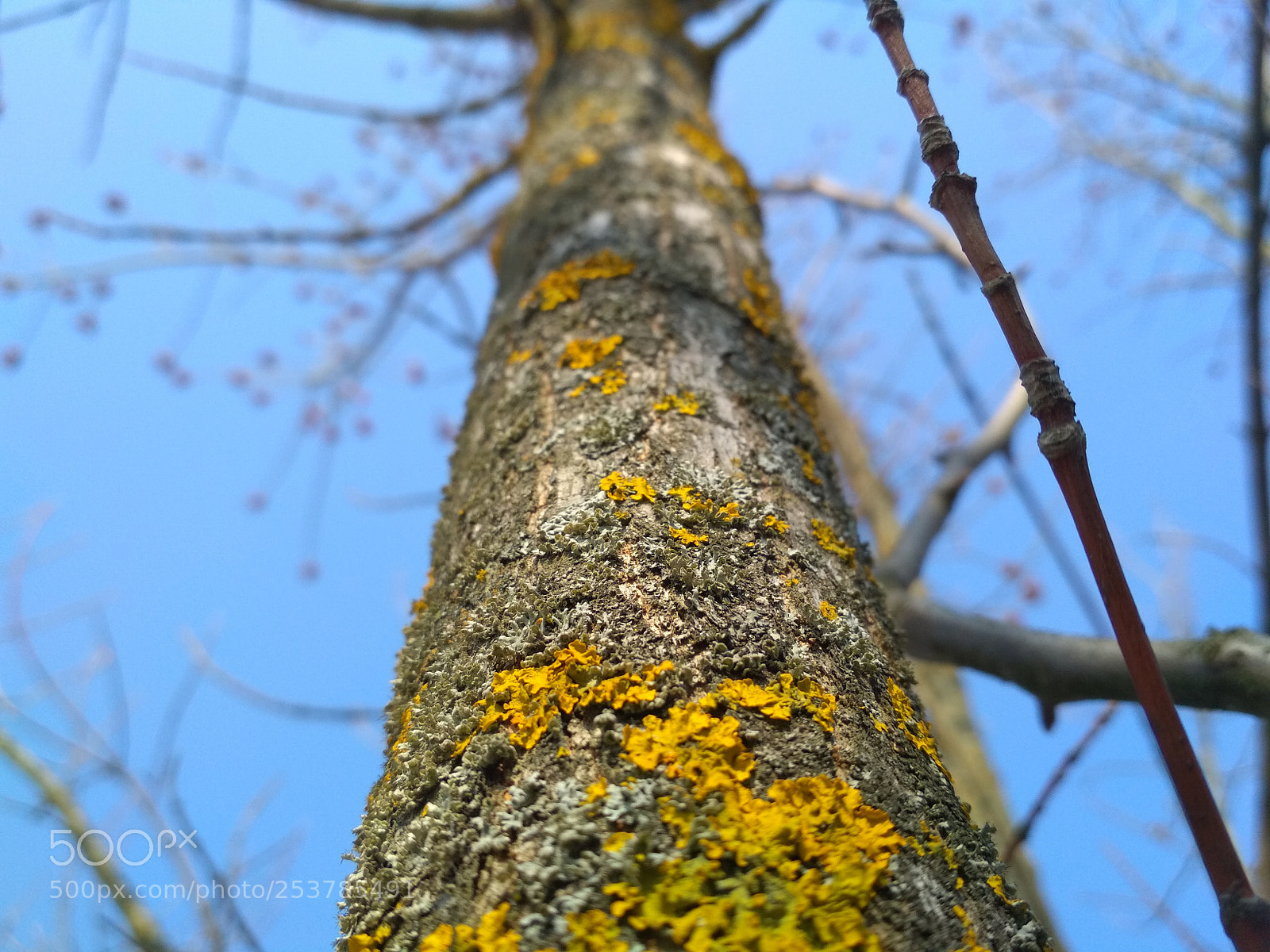 Xiaomi Redmi 4X sample photo. Spring pattern photography