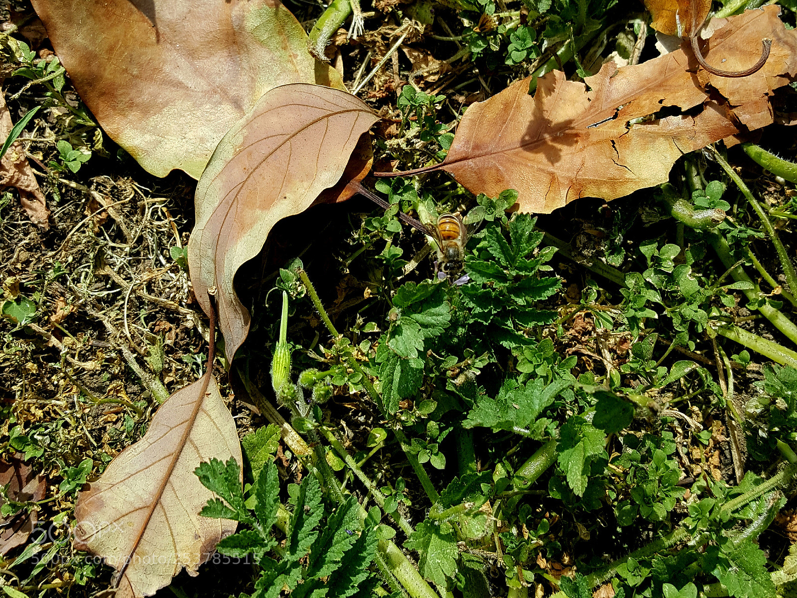 Samsung Galaxy Note5 sample photo. Bzzzzz2 photography