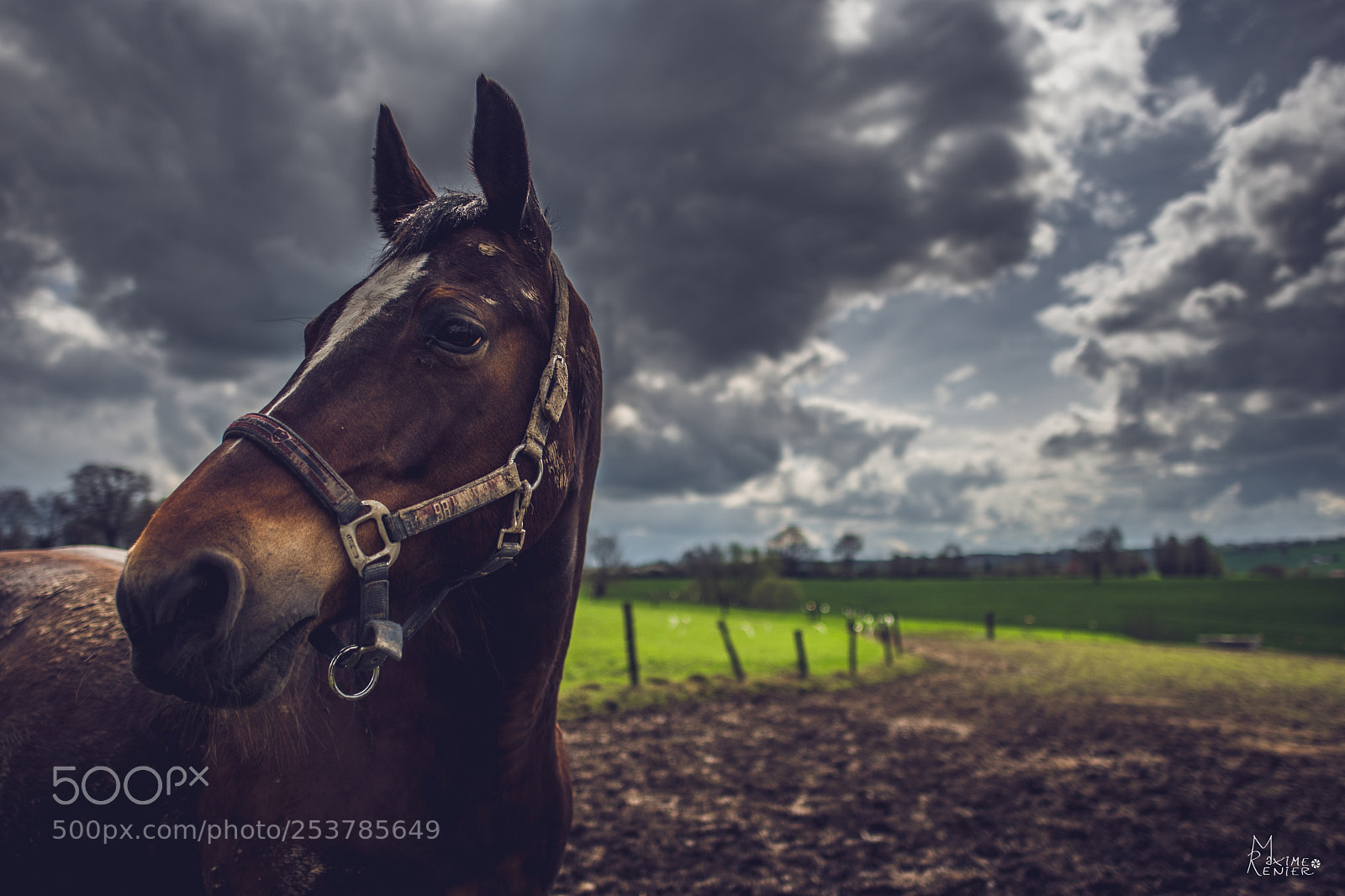 Nikon D500 sample photo. Horse photography