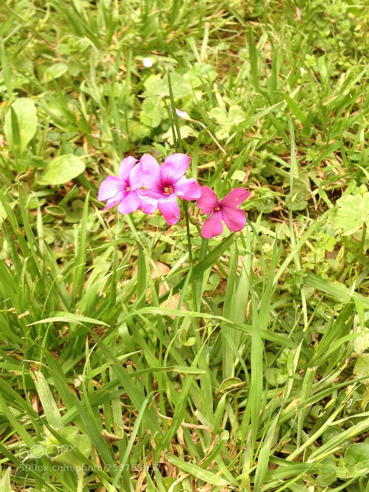 Apple iPhone 4S sample photo. Untitled photography