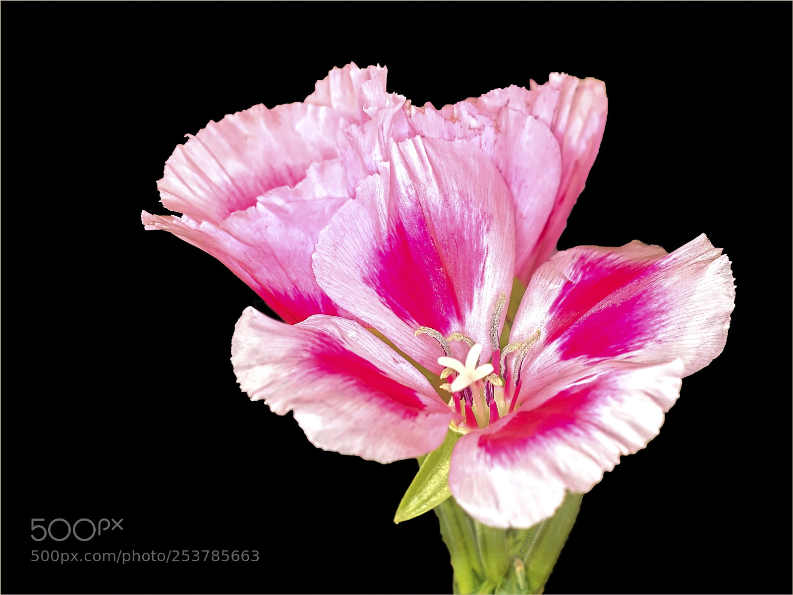 Sony ILCA-77M2 sample photo. Farewell to spring photography
