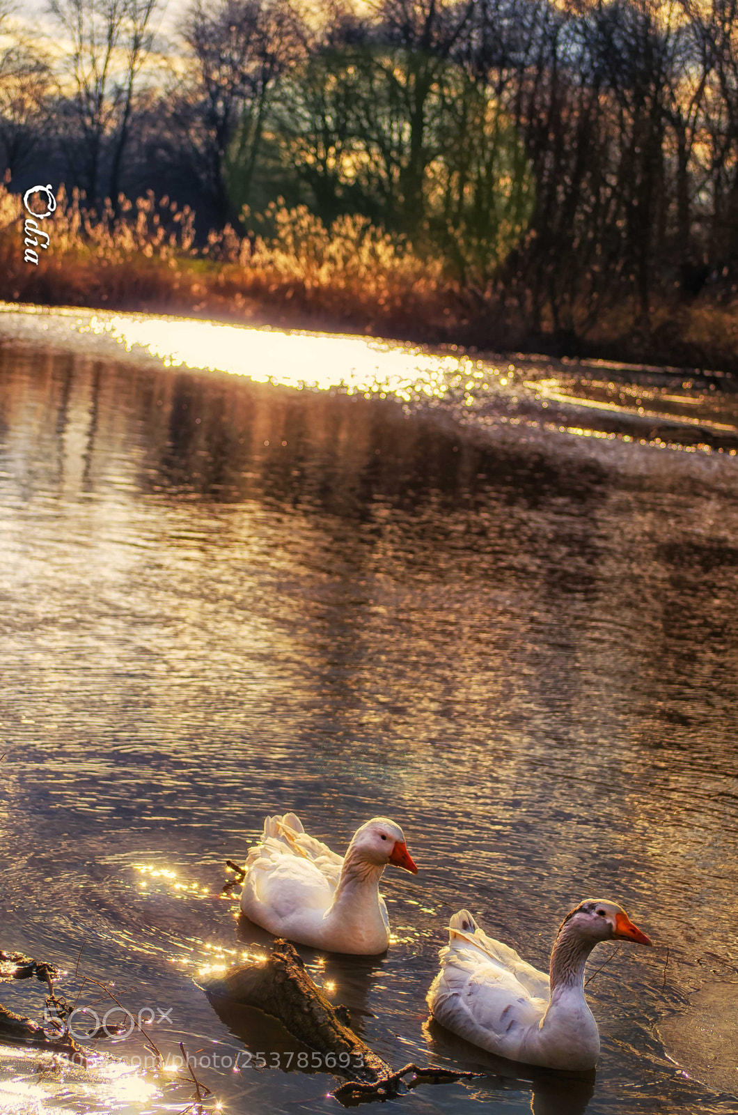 Nikon D5100 sample photo. I will follow you ... photography