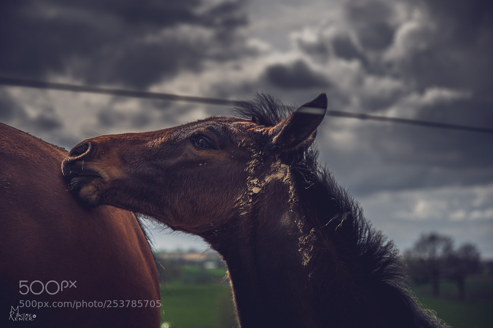 Nikon D500 sample photo. Horse photography