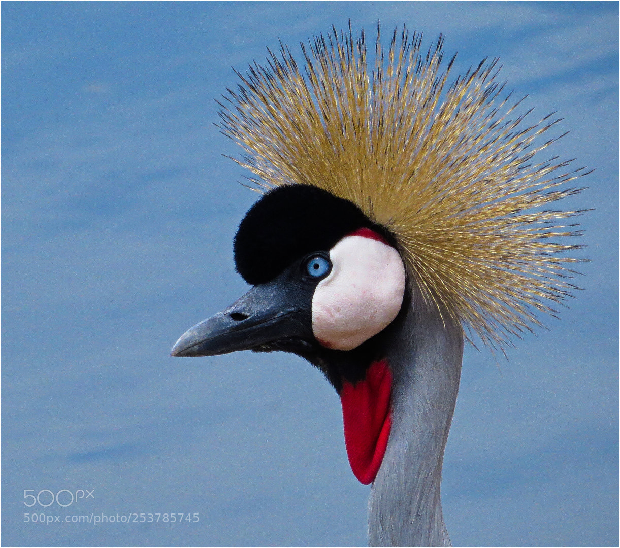 Canon PowerShot SX270 HS sample photo. Crowned blue crane. photography