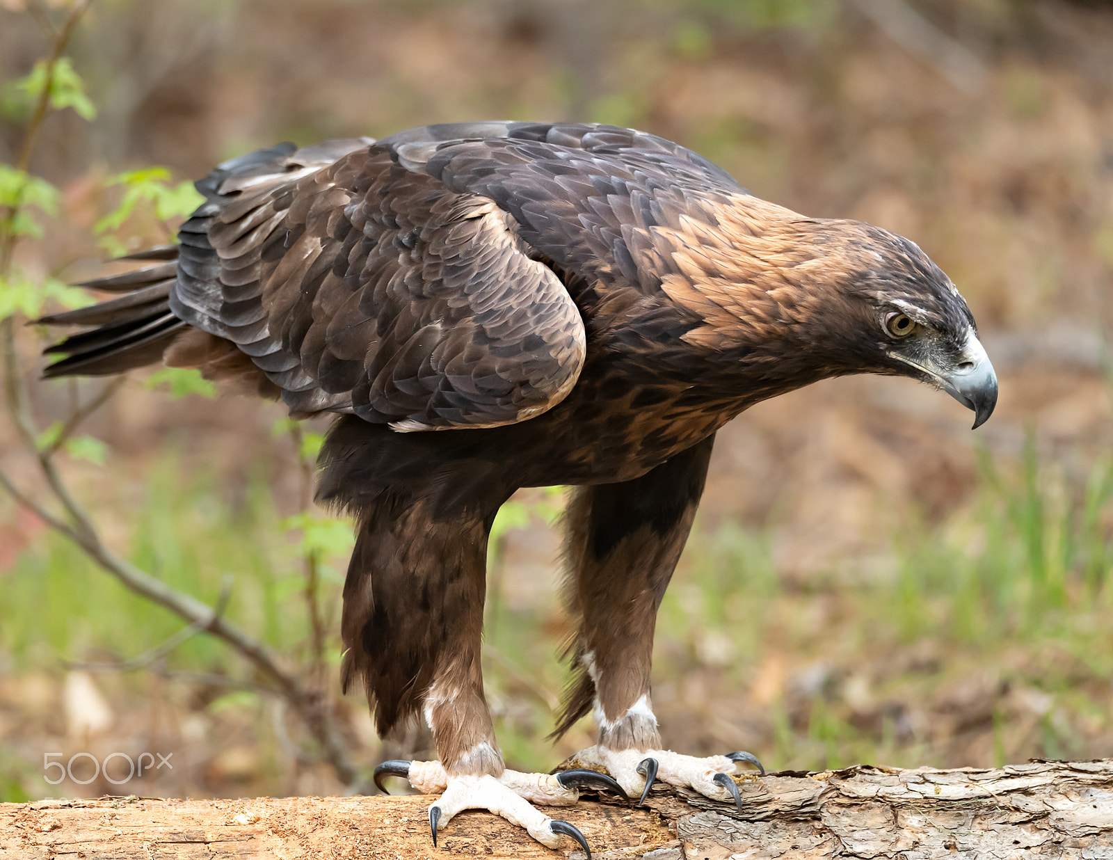 Canon EOS-1D X Mark II sample photo. Golden eagle photography