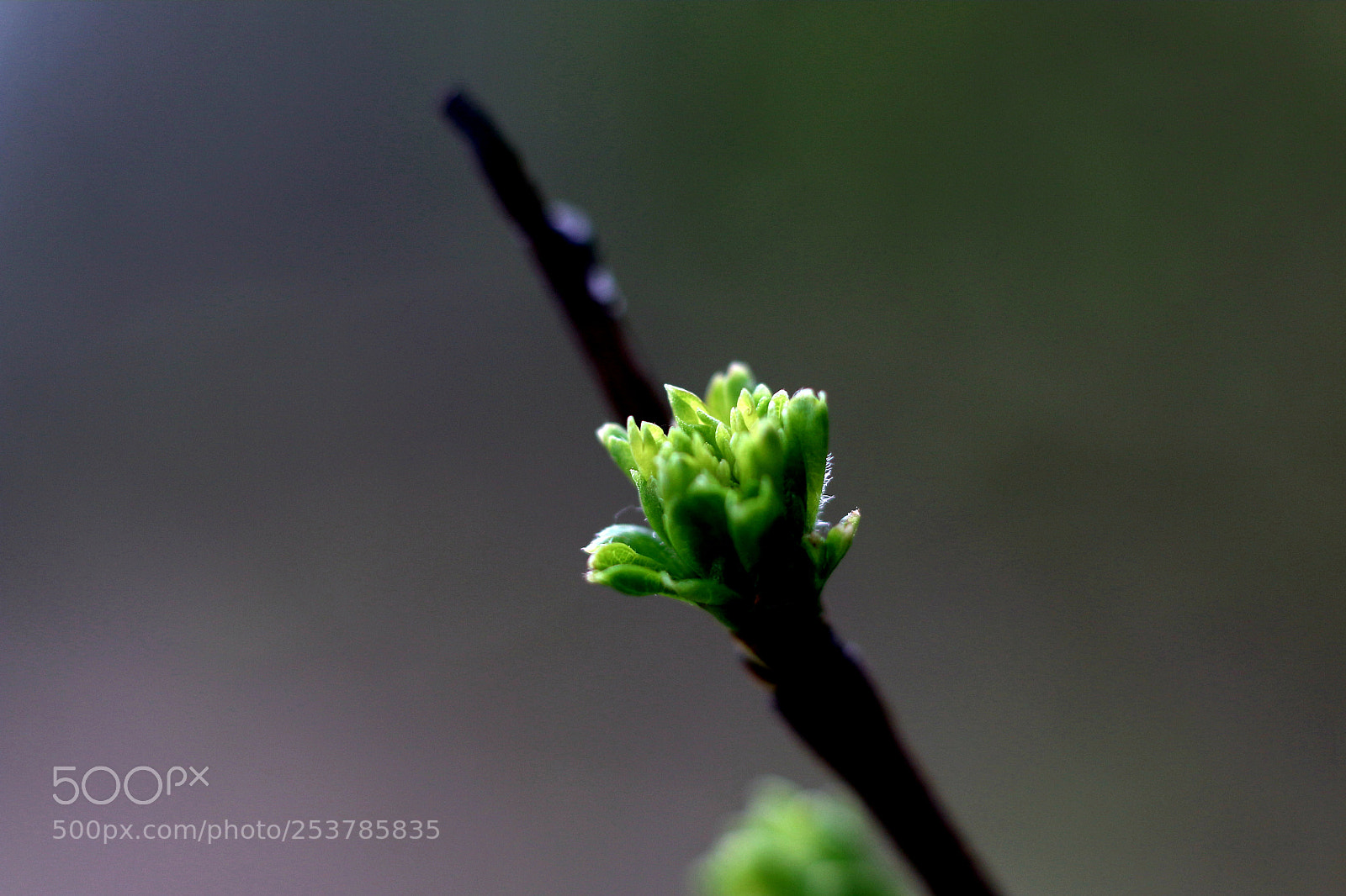 Canon EOS 70D sample photo. Untitled photography