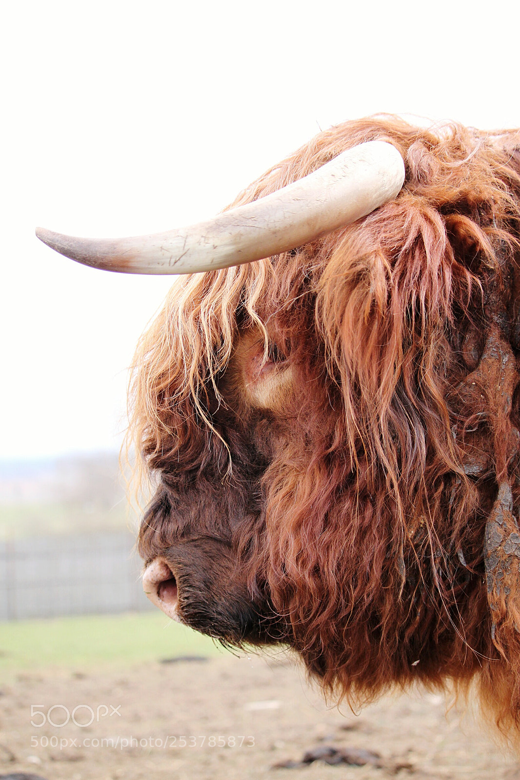 Canon EOS 500D (EOS Rebel T1i / EOS Kiss X3) sample photo. Scottish cow photography