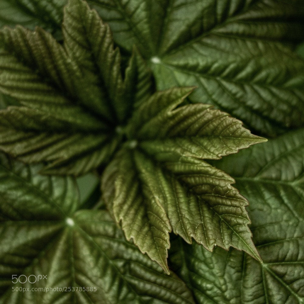 Fujifilm X-T2 sample photo. Growing leafs photography