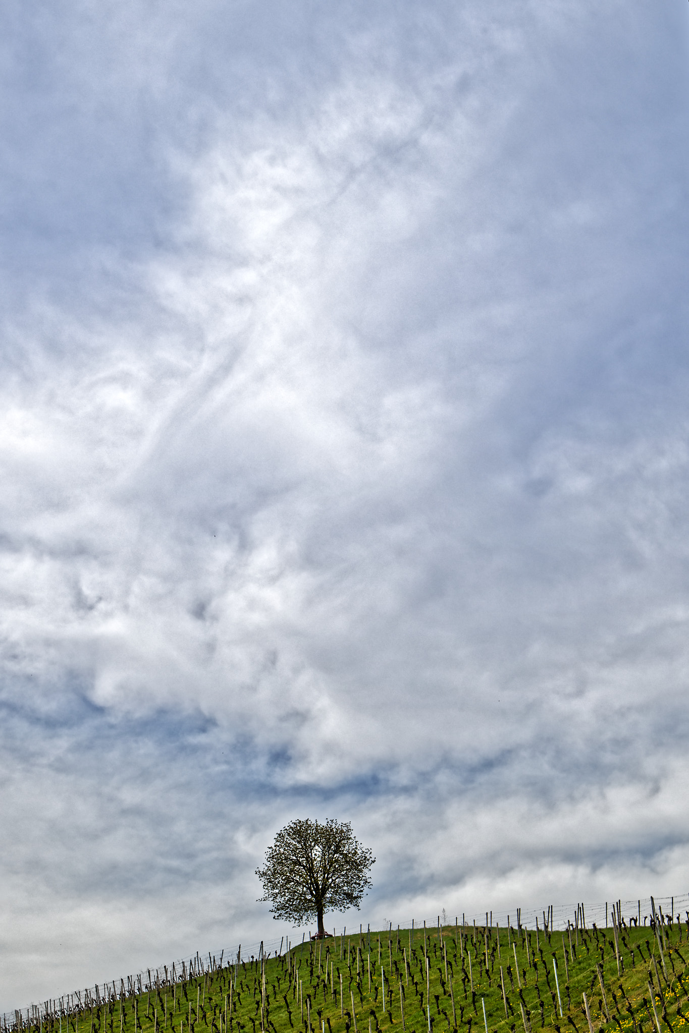 Tamron SP 15-30mm F2.8 Di VC USD sample photo. Yggdrasil photography