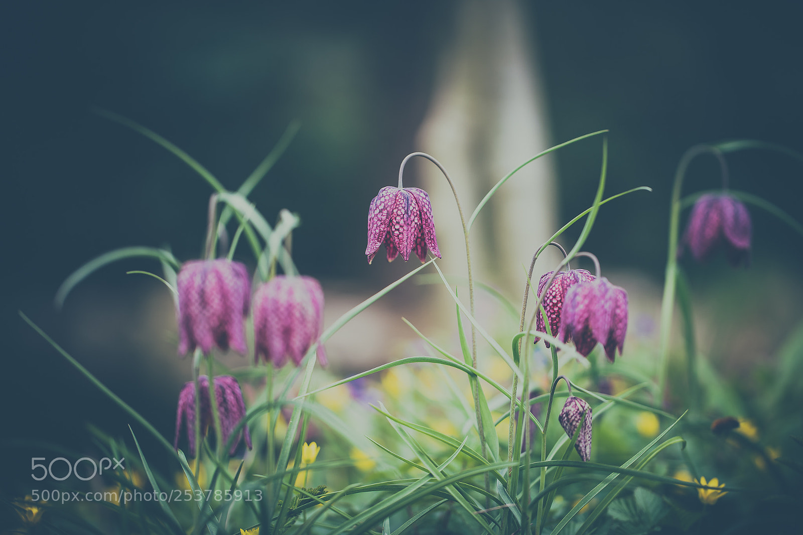 Sony a7 III sample photo. Fritillaria photography