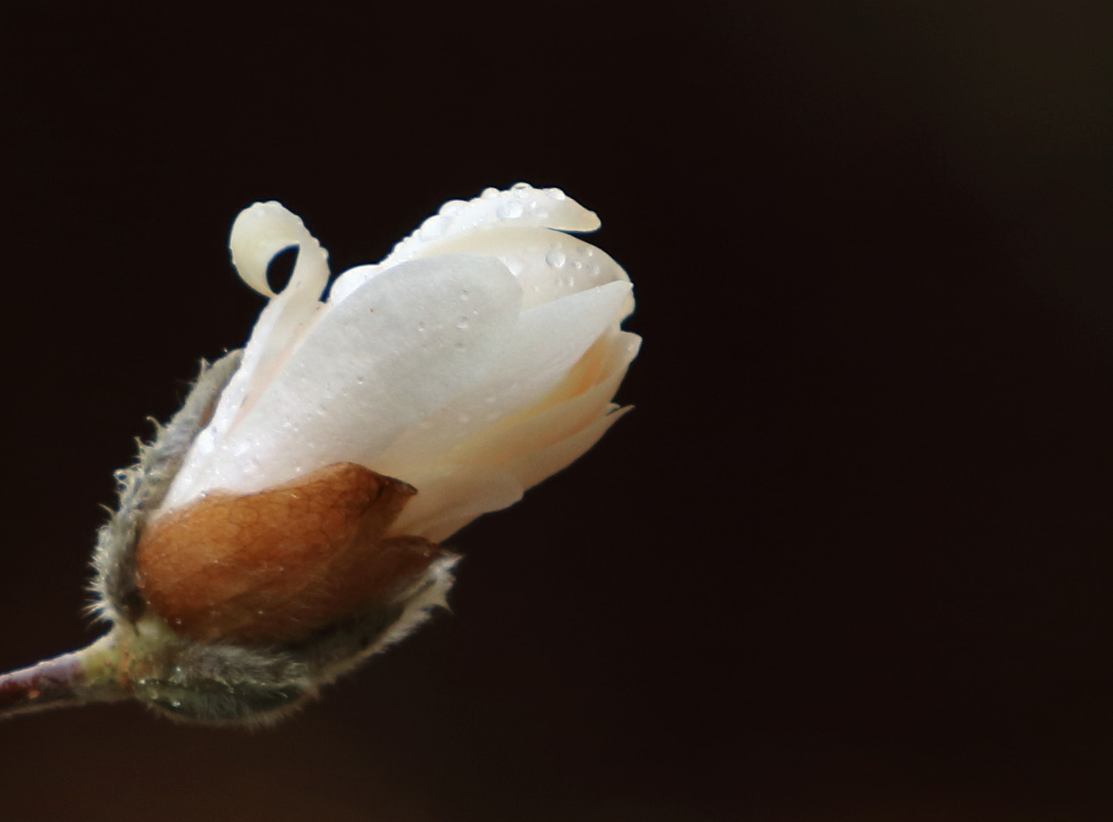 Canon EOS 80D + Canon EF 70-200mm F4L IS USM sample photo. Droplet photography
