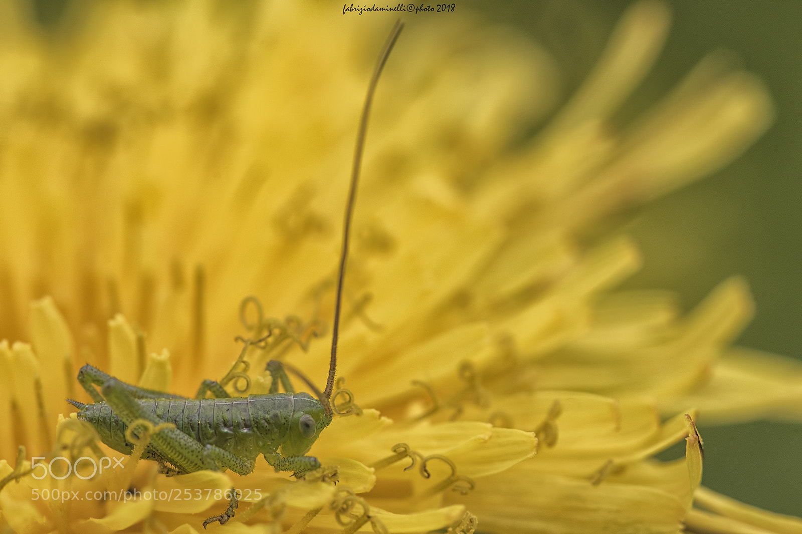 Canon EOS 7D Mark II sample photo. Neanide di tettigonia photography